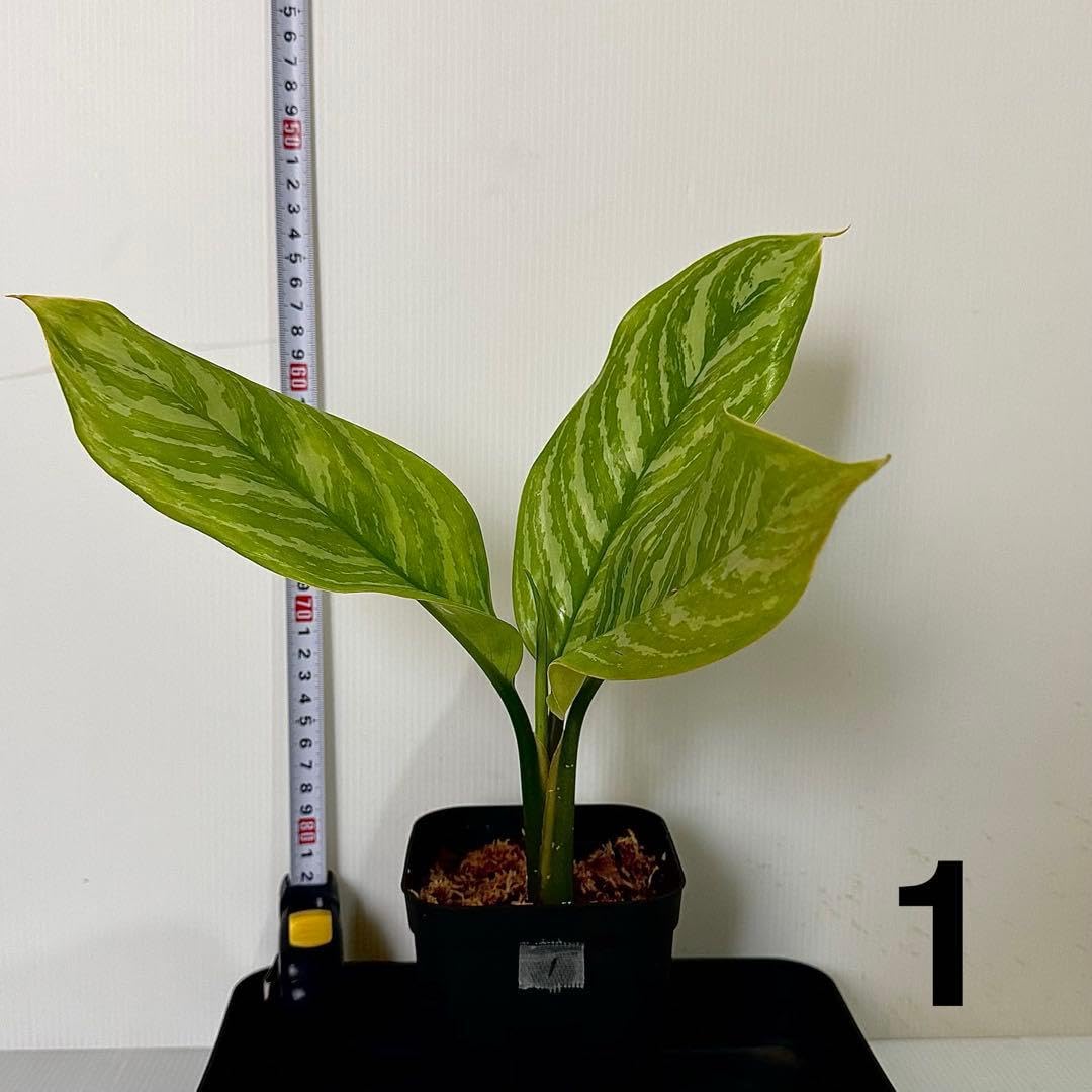 Amazon｜アグラオネマ ニティドゥム カーティシー 観葉植物 LEON